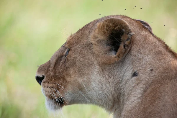 Левиця Національному Парку Серенгеті Танзанія — стокове фото