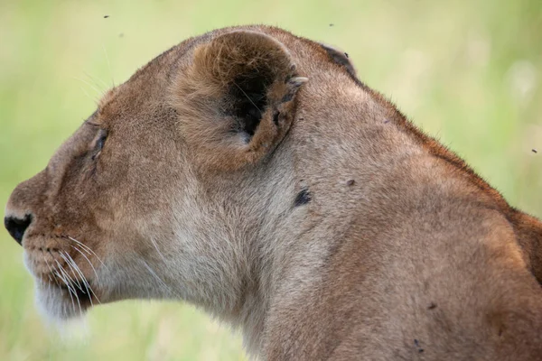 Lwica Parku Narodowym Serengeti Tanzania — Zdjęcie stockowe