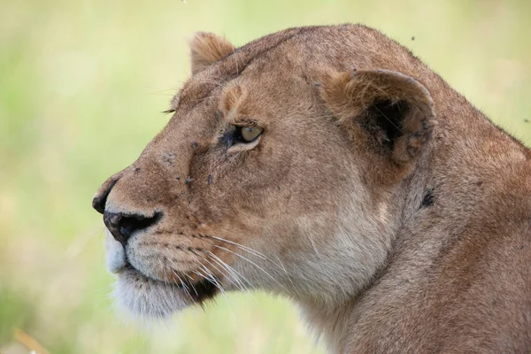 Løvinne Serengeti Nasjonalpark Tanzania – stockfoto