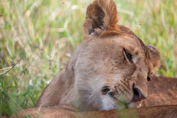 Serengeti Ulusal Parkı Tanzanya Dişi Aslan — Stok fotoğraf