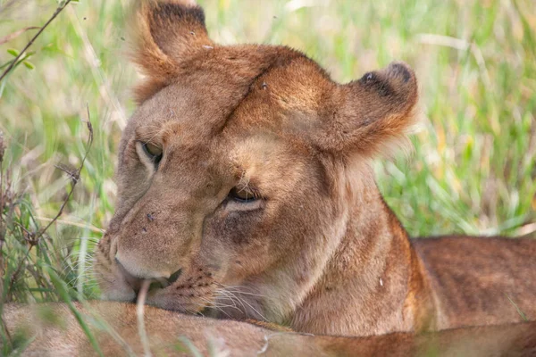 Løvinne Serengeti Nasjonalpark Tanzania – stockfoto