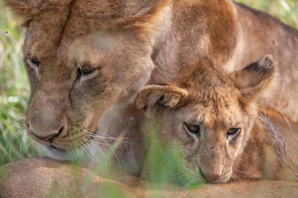 Lvice Národním Parku Serengeti Tanzanie — Stock fotografie