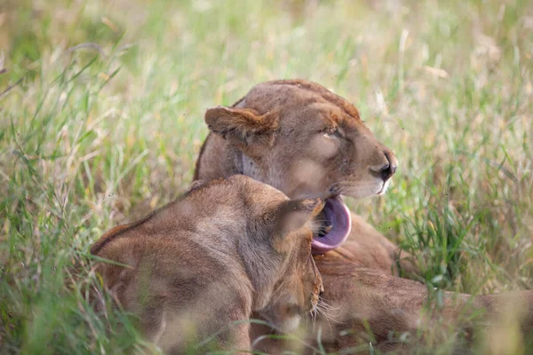 Naarasleijonia Serengetin Kansallispuistossa Tansaniassa — kuvapankkivalokuva