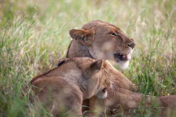 Leonas Parque Nacional Del Serengeti Tanzania — Foto de Stock