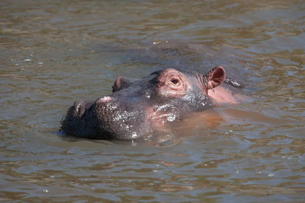 Hipopotam Parku Narodowym Serengeti Tanzania — Zdjęcie stockowe