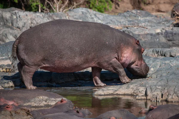 Hippopotamuses Serengeti National Park Tanzania — стокове фото