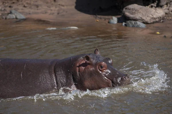 Hipopótamo Parque Nacional Del Serengeti Tanzania — Foto de Stock