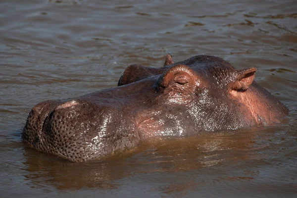 Hipopótamo Parque Nacional Del Serengeti Tanzania —  Fotos de Stock