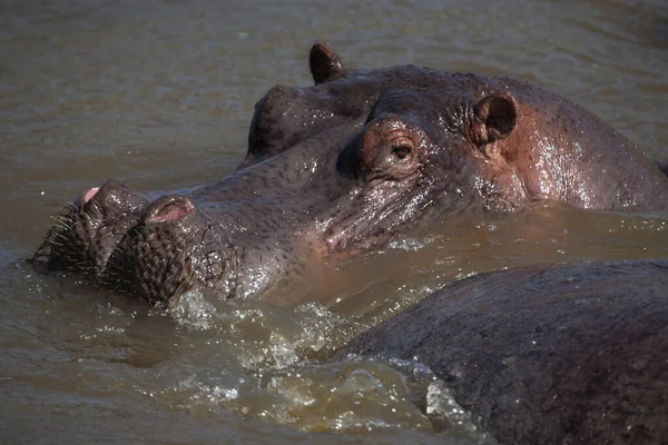 Hippopotamus Serengeti National Park Tanzania — стокове фото
