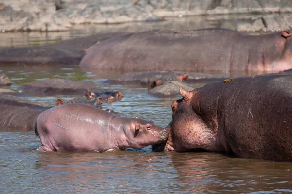 Hipopótamos Parque Nacional Del Serengeti Tanzania — Foto de Stock