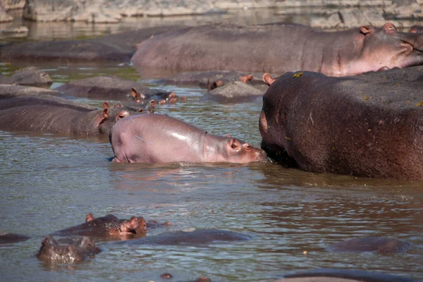 Hippopotamus Tanzániai Serengeti Nemzeti Parkban — Stock Fotó