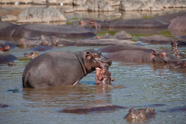 Flodhästar Serengetis Nationalpark Tanzania — Stockfoto