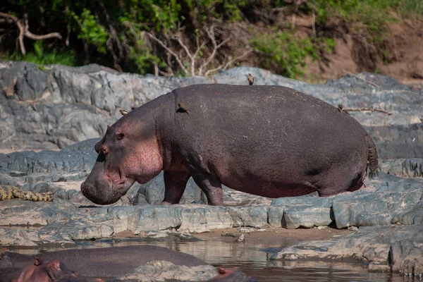 Hippopotamus Serengeti National Park Tanzania — Stock Photo, Image