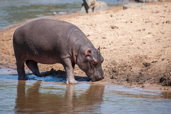 Hippopotamus Serengeti National Park Tanzania — Stock Photo, Image