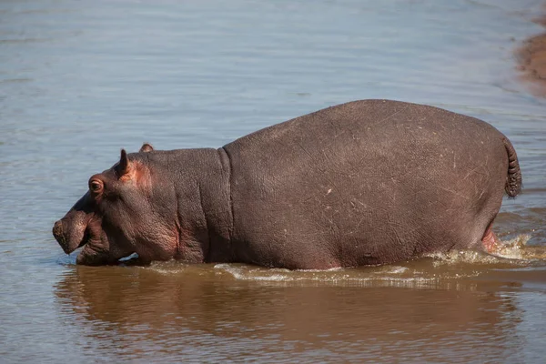 Hipopotam Parku Narodowym Serengeti Tanzania — Zdjęcie stockowe