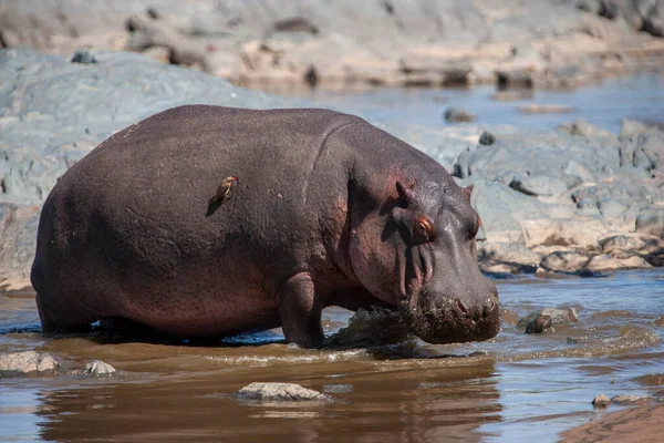 Hipopotam Parku Narodowym Serengeti Tanzania — Zdjęcie stockowe