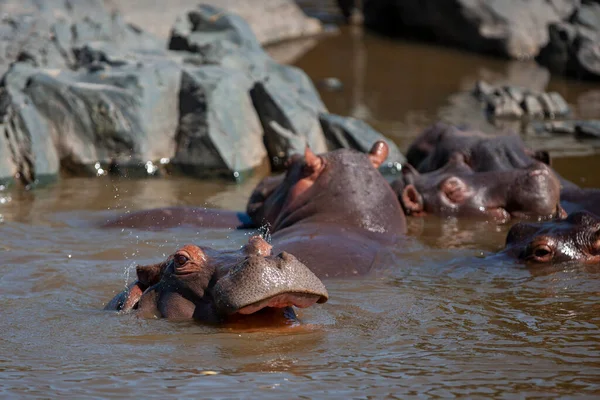 Hippopotamuses Serengeti National Park Tanzania - Stock-foto