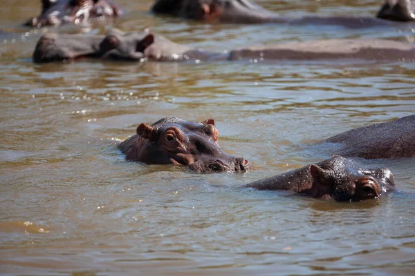 Hipopótamos Parque Nacional Del Serengeti Tanzania —  Fotos de Stock