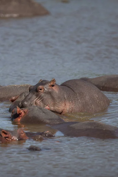 Hippopotamuses Serengeti National Park Tanzania – stockfoto