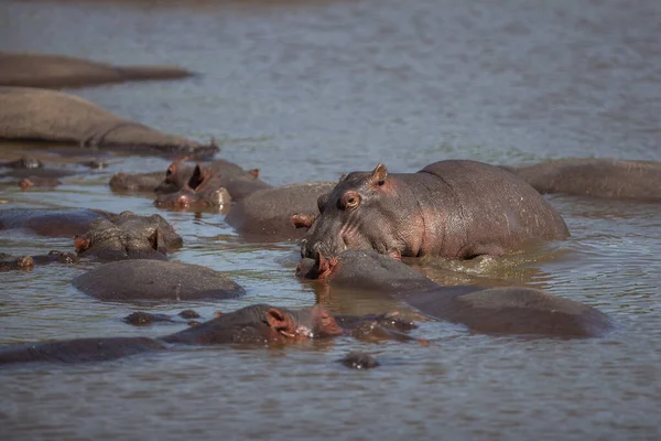 Hippopotamuses Serengeti National Park Tanzania — Foto Stock