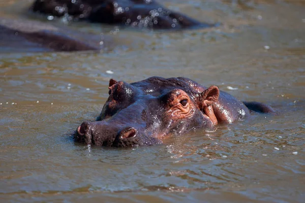 Hippopotamuses Serengeti National Park Tanzania — Zdjęcie stockowe