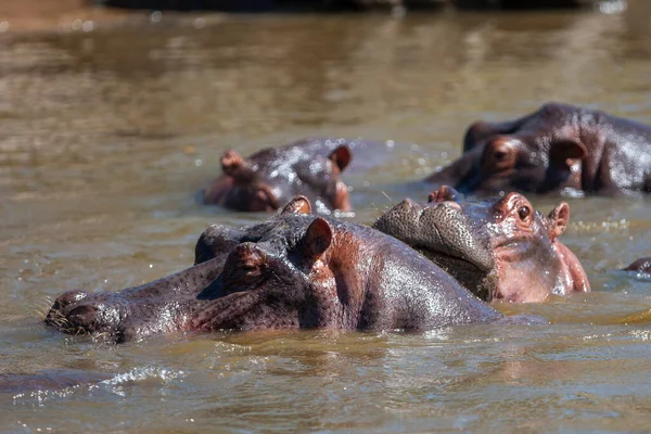 Hippopotamus Serengeti Nasjonalpark Tanzania – stockfoto