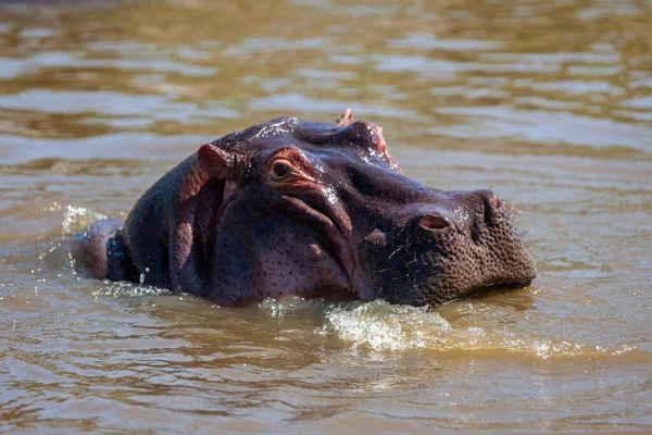 Hippopotame Dans Parc National Serengeti Tanzanie — Photo