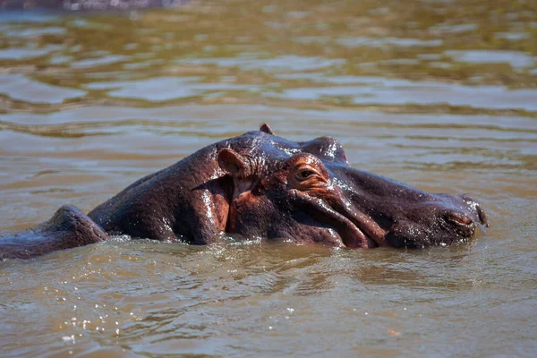 Бегемот Национальном Парке Серенгети Танзания — стоковое фото
