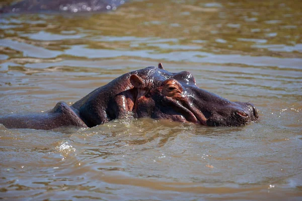 Hippopótamo Parque Nacional Serengeti Tanzânia — Fotografia de Stock