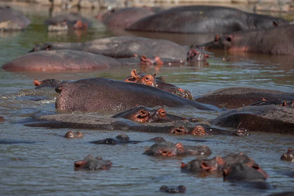 stock image Hippopotamuses in the Serengeti National Park, Tanzania