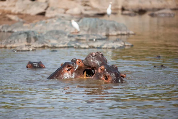 Hippopotamussen Het Serengeti National Park Tanzania — Stockfoto