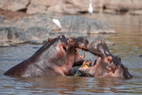 坦桑尼亚塞伦盖蒂国家公园的河马 — 图库照片
