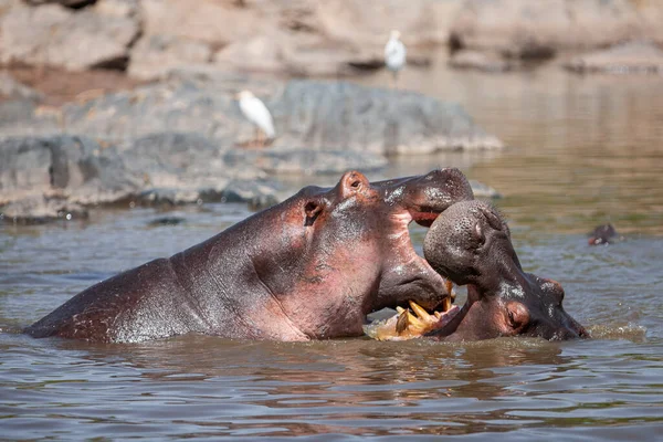 Hippopotamuses Serengeti National Park Tanzania — Φωτογραφία Αρχείου