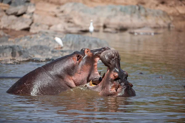 Hippopotamuses Serengeti National Park Tanzania — 스톡 사진