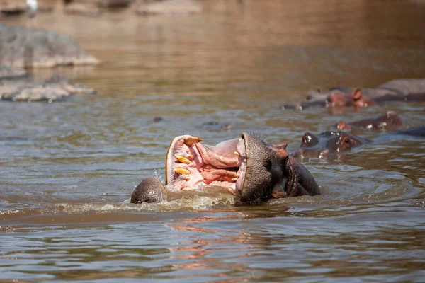 Hippopotamuses Serengeti National Park Tanzania — 图库照片