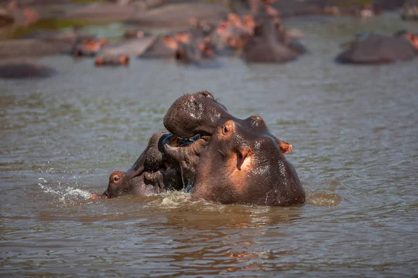 Hippopotamuses Serengeti National Park Tanzania — Stock fotografie