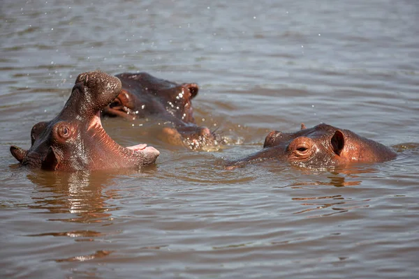 Бегемоты Национальном Парке Серенгети Танзания — стоковое фото