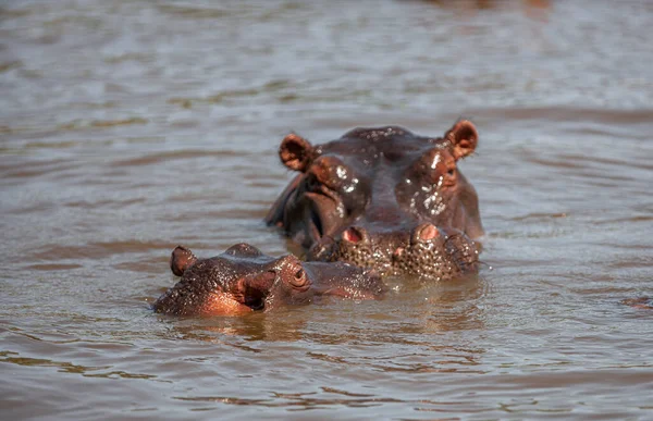 Hippopotamuses Serengeti National Park Tanzania — kuvapankkivalokuva