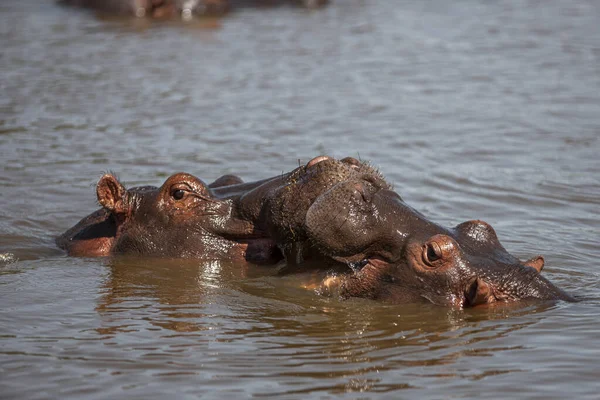 Hipopotamy Parku Narodowym Serengeti Tanzania — Zdjęcie stockowe