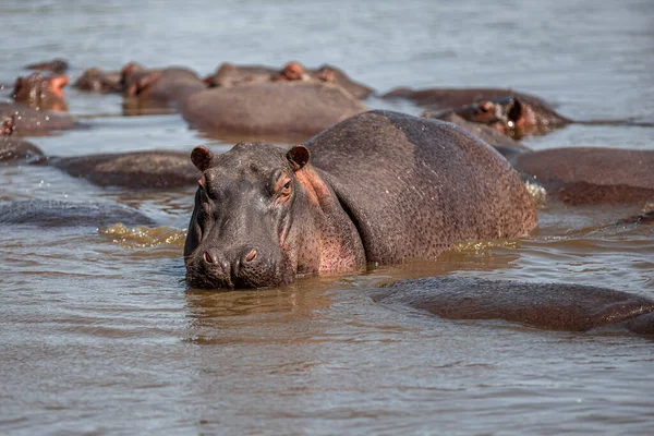 Hippopotamuses Serengeti National Park Tanzania – stockfoto