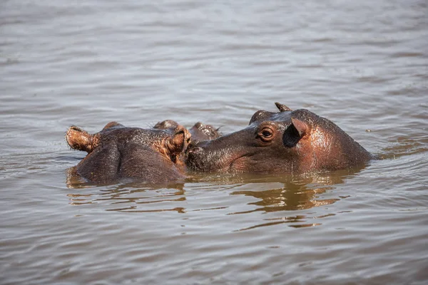 Hippopotamuses Serengeti National Park Tanzania — Stockfoto