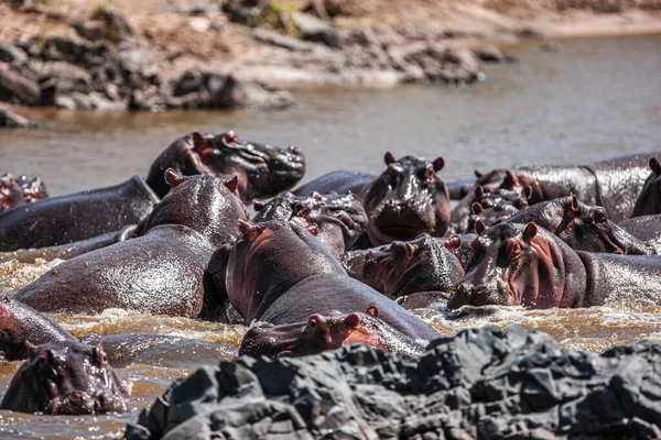 Hippopotamuses in the Serengeti National Park, Tanzania