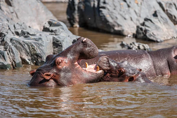 Бегемоты Национальном Парке Серенгети Танзания — стоковое фото