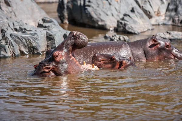 Hippopotamuses Serengeti National Park Tanzania — ストック写真