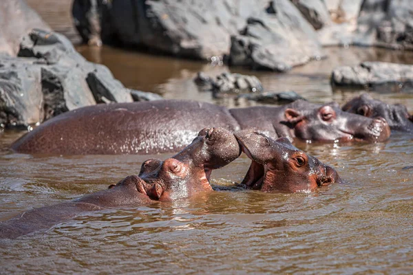 Hippopotamuses Serengeti National Park Tanzania — Stok fotoğraf