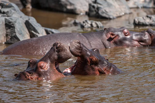 Hippopotamuses Serengeti National Park Tanzania —  Fotos de Stock