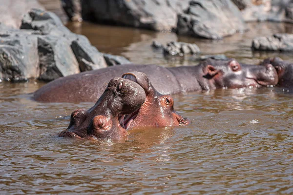 Hippopotamuses Serengeti National Park Tanzania —  Fotos de Stock