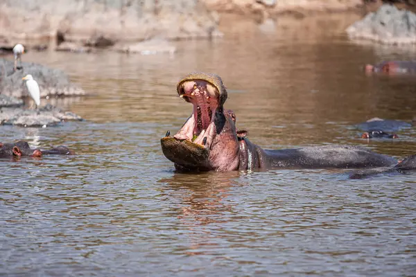 Hippopotamus Tanzániai Serengeti Nemzeti Parkban — Stock Fotó
