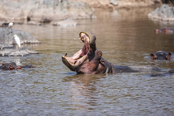 Hipopótamos Parque Nacional Serengeti Tanzânia — Fotografia de Stock
