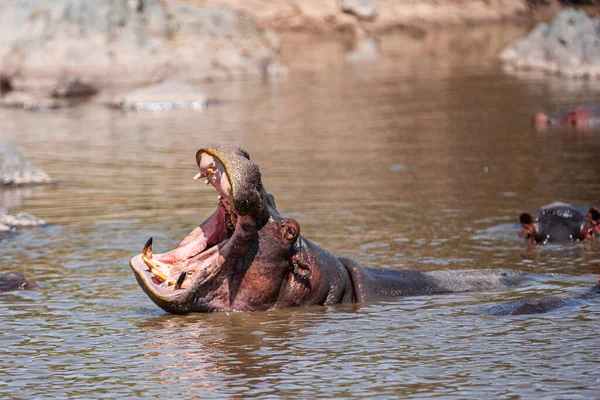 Hippopotamuses Serengeti National Park Tanzania — стокове фото